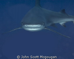 This reef shark turned right into me as I was releasing t... by John Scott Mcgougan 